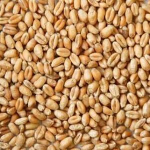 Punjab Wheat பஞ்சாப் கோதுமை