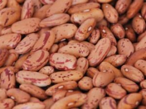 Vari kidney Beans
